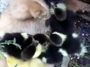 Tiny Puppy Plays With Ducklings!