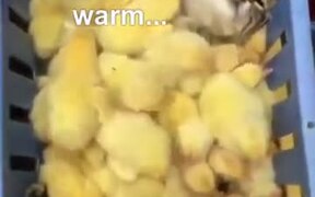 Cat Getting Some Chick Spa Treatment - Animals - VIDEOTIME.COM