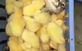 Cat Getting Some Chick Spa Treatment - Animals - VIDEOTIME.COM