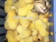 Cat Getting Some Chick Spa Treatment