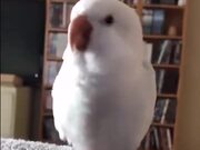 And Here We Have DJ Parrot
