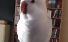 And Here We Have DJ Parrot - Animals - VIDEOTIME.COM