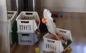 Cockatoo Minding Its Own Business And Sipping Tea - Animals - VIDEOTIME.COM