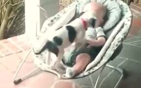 Puppy & Baby - Animals - VIDEOTIME.COM