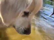 Dog Blowing Bubbles In The Water