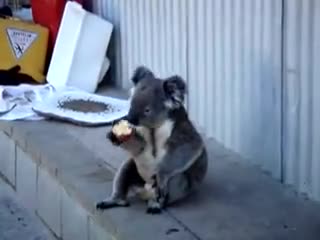 Koala Learned The Ways Of Homeless People