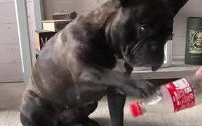 The Cap Challenge Has Been Nailed By This Dog! - Animals - VIDEOTIME.COM