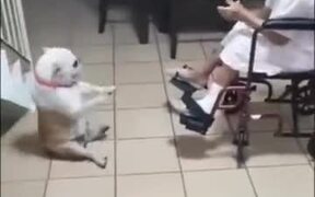 Grandma And Her Dog Dropping Them Beats - Animals - VIDEOTIME.COM