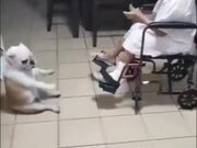 Grandma And Her Dog Dropping Them Beats