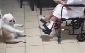 Grandma And Her Dog Dropping Them Beats - Animals - VIDEOTIME.COM