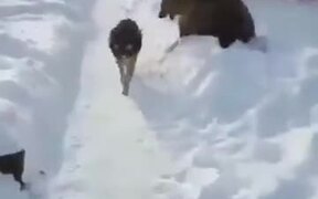 When You Hate Your Friend, But Can't Do Anything - Animals - VIDEOTIME.COM