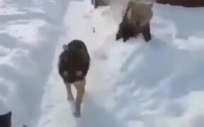 When You Hate Your Friend, But Can't Do Anything - Animals - VIDEOTIME.COM