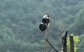 The Mystical Panda God We All Need To See - Animals - VIDEOTIME.COM