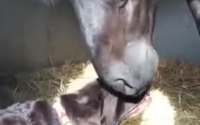 Dog Gets Head Scratches From A Horsie - Animals - VIDEOTIME.COM