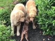 Fawn Makes Friends With Golden Retrievers