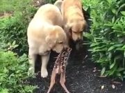 Fawn Makes Friends With Golden Retrievers
