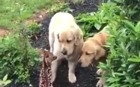 Fawn Makes Friends With Golden Retrievers - Animals - VIDEOTIME.COM