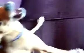 Dog So Fast That It Almost Teleports - Animals - VIDEOTIME.COM