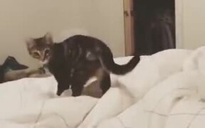 A Cat Practising Its Hunting Skills - Animals - VIDEOTIME.COM
