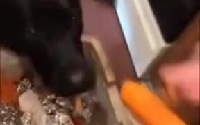 This Dog's Spirit Animal Is A Rabbit For Sure. - Animals - VIDEOTIME.COM