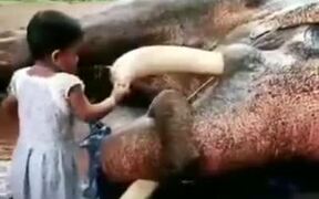Its All Fun And Games Until The Elephant Snaps - Animals - VIDEOTIME.COM