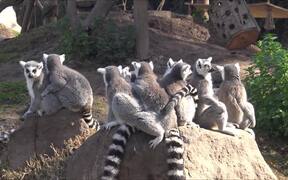 National Zoo of Chile - Animals - VIDEOTIME.COM
