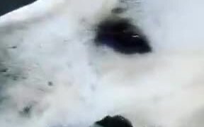 These Dogs Know How To Beat The Heat - Animals - VIDEOTIME.COM