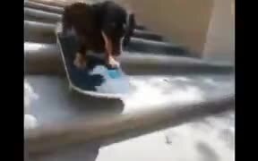 A Skater Pup - Animals - VIDEOTIME.COM
