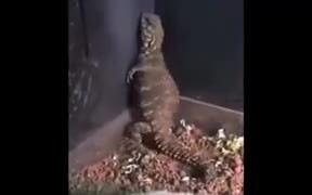 Lizard Twerking - Animals - VIDEOTIME.COM