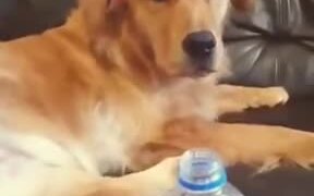 Golden Retriever Does The Bottle Cap Challenge - Animals - VIDEOTIME.COM