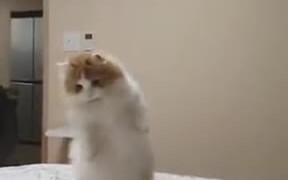 Cat So Confused That It Stood On Two Legs - Animals - VIDEOTIME.COM
