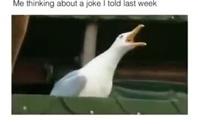 When Your Jokes Are Too Lame - Animals - VIDEOTIME.COM