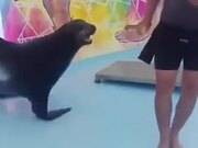 Never Knew Seals Are So Intelligent