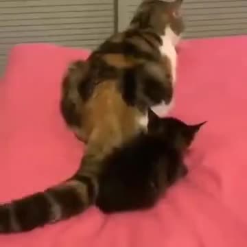 That Cat Just Had Enough