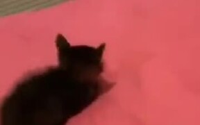 That Cat Just Had Enough - Animals - VIDEOTIME.COM