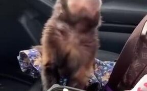 The Monkey Be Like, "Can I Have Some?" - Animals - VIDEOTIME.COM