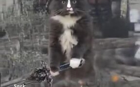 Duke Catto Gets Ready To Fight The Enemy - Animals - VIDEOTIME.COM