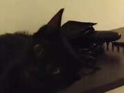 This Cat Is In A Constant State Of Fear