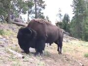 Bison Are Not Animals To Be Fooled Around