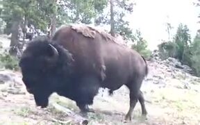 Bison Are Not Animals To Be Fooled Around - Animals - VIDEOTIME.COM