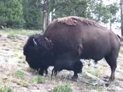 Bison Are Not Animals To Be Fooled Around
