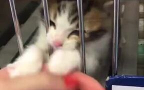 Hope This Kitten Gets Adopted In The End - Animals - VIDEOTIME.COM