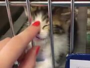 Hope This Kitten Gets Adopted In The End