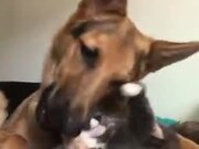 The Dog Can't Resist Licking The Cat