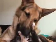 The Dog Can't Resist Licking The Cat