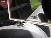 The Spider Reaction