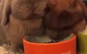 Bugs Bunny Chewing On Food - Animals - VIDEOTIME.COM