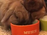 Bugs Bunny Chewing On Food