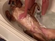 Dogs Deserve Spa Therapies Too