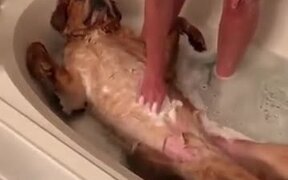 Dogs Deserve Spa Therapies Too - Animals - VIDEOTIME.COM